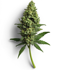 cola2 2