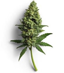 cola2 2